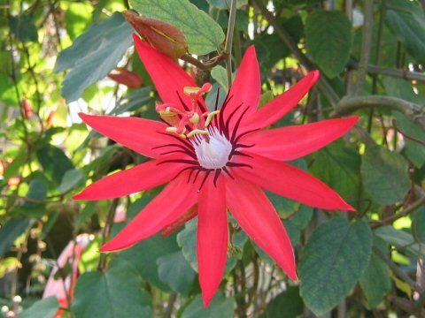 Passiflora coccinea