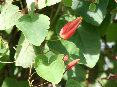 Passiflora coccinea