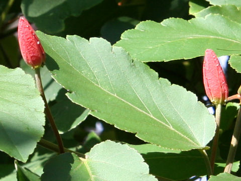 Passiflora coccinea