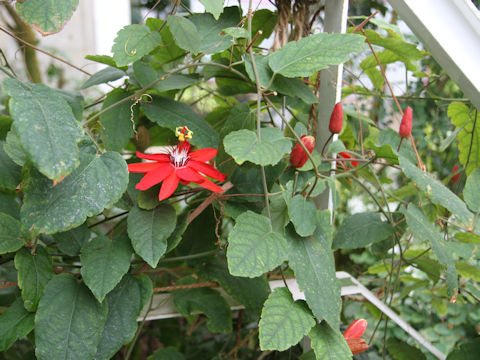 Passiflora coccinea