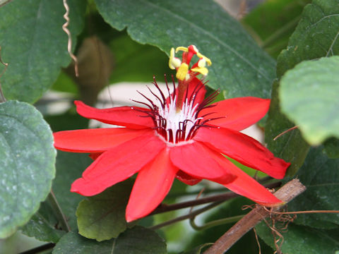 Passiflora coccinea