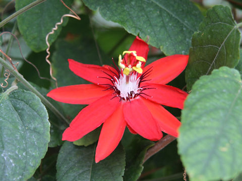 Passiflora coccinea