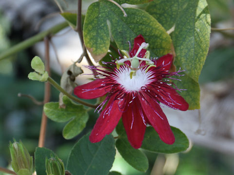 Passiflora coccinea