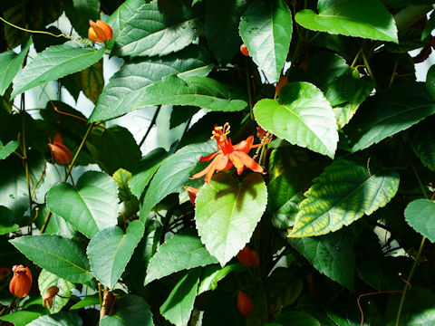 Passiflora coccinea