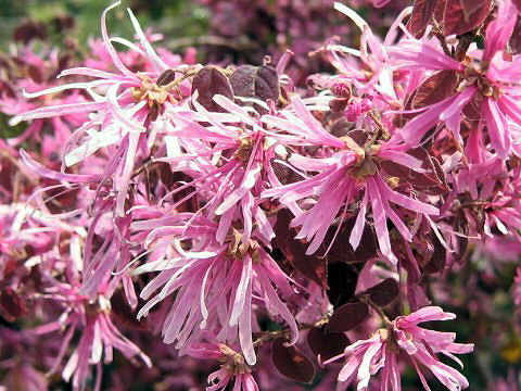 Loropetalum chinense var. rubrum