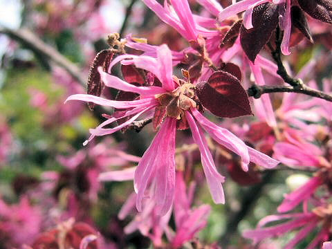 Loropetalum chinense var. rubrum