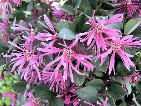 Loropetalum chinense var. rubrum