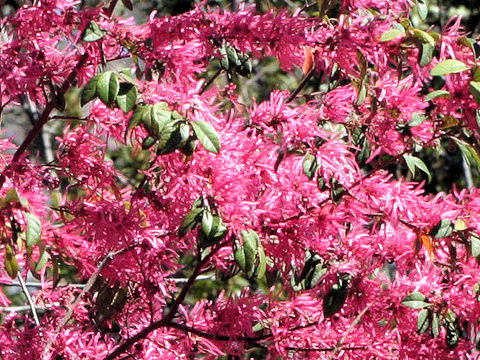 Loropetalum chinense var. rubrum