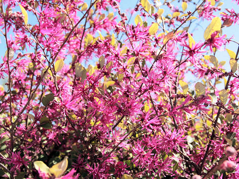 Loropetalum chinense var. rubrum