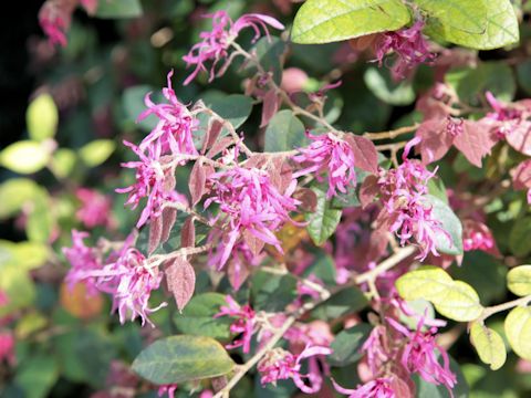 Loropetalum chinense var. rubrum