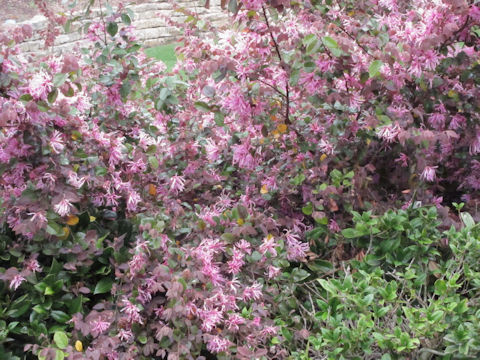 Loropetalum chinense var. rubrum