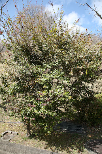 Loropetalum chinense var. rubrum