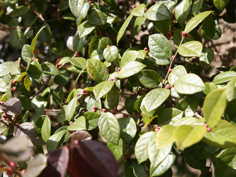 Loropetalum chinense var. rubrum