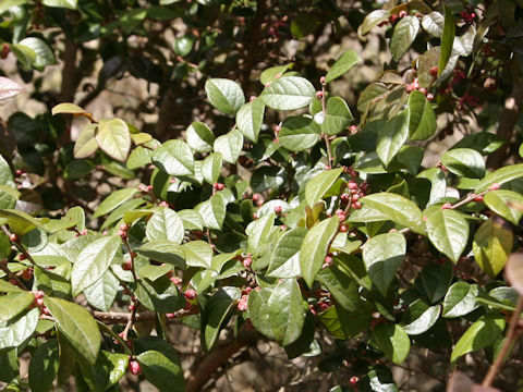 Loropetalum chinense var. rubrum