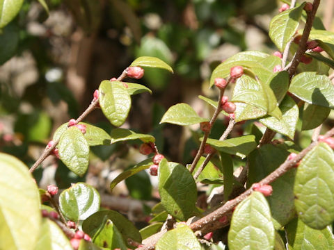 Loropetalum chinense var. rubrum