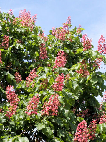 Aesculus x carnea