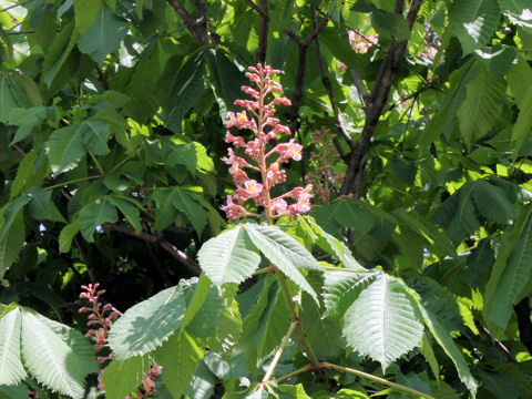 Aesculus x carnea