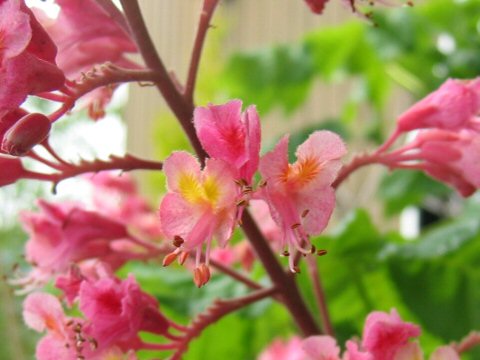 Aesculus x carnea