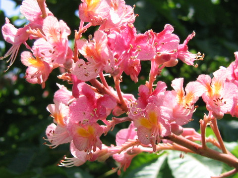 Aesculus x carnea