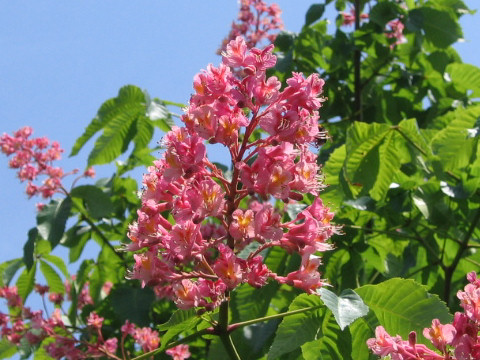 Aesculus x carnea