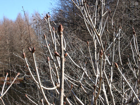 Aesculus x carnea