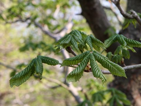 Aesculus x carnea