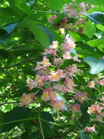 Aesculus x carnea