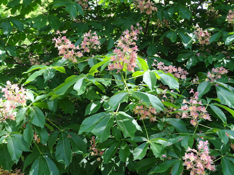 Aesculus x carnea