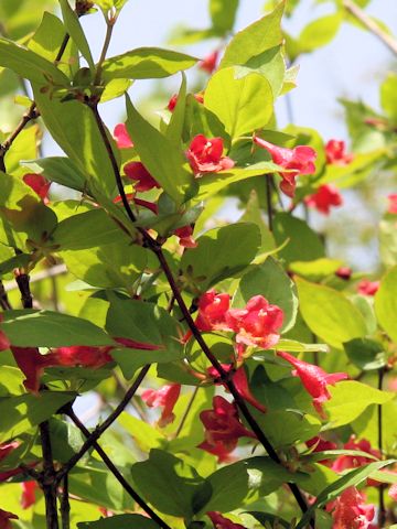 Abelia spathulata var. sanguinea