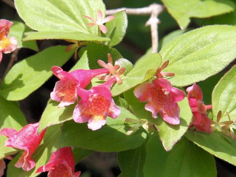 Abelia spathulata var. sanguinea