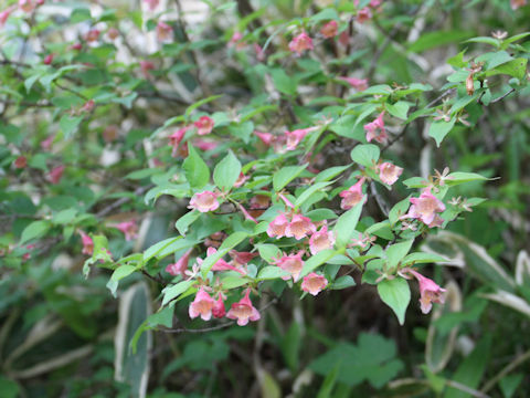 Abelia spathulata var. sanguinea