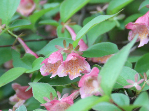 Abelia spathulata var. sanguinea