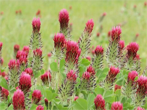 Trifolium incarnatum