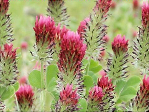 Trifolium incarnatum