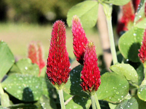 Trifolium incarnatum cv. Strawberry Torch