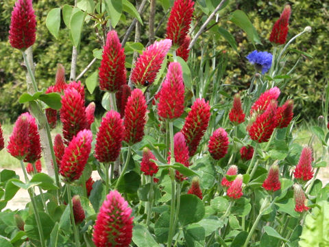 Trifolium incarnatum cv. Strawberry Torch