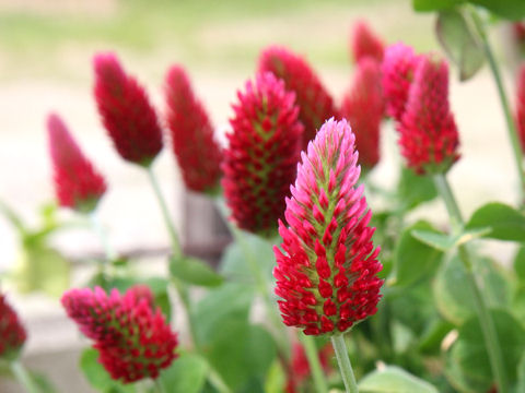 Trifolium incarnatum cv. Strawberry Torch