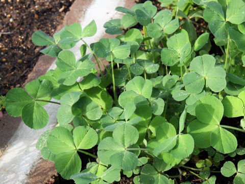 Trifolium incarnatum cv. Strawberry Torch