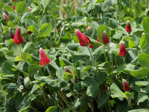 Trifolium incarnatum cv. Strawberry Torch