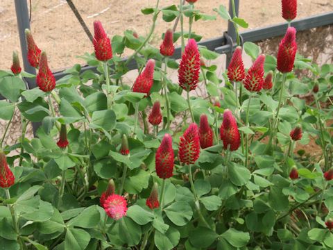 Trifolium incarnatum cv. Strawberry Torch