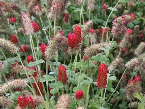 Trifolium incarnatum cv. Strawberry Torch