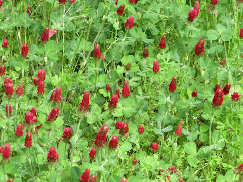 Trifolium incarnatum