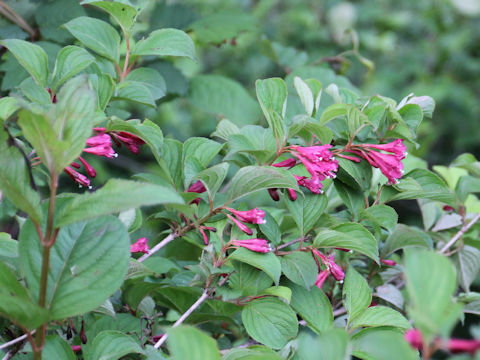 Weigela decora f. unicolor