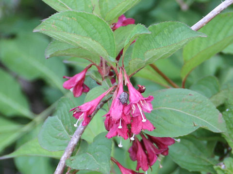 Weigela decora f. unicolor