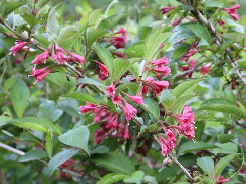 Weigela decora f. unicolor