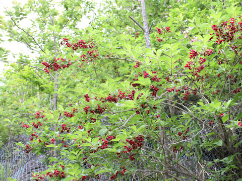 Weigela decora f. unicolor