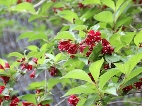 Weigela decora f. unicolor