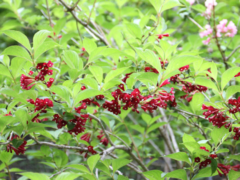 Weigela decora f. unicolor