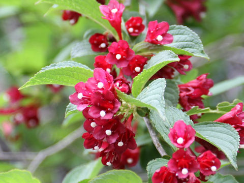 Weigela decora f. unicolor