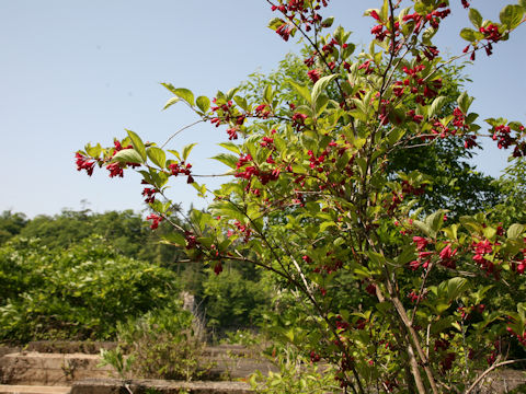 Weigela decora f. unicolor